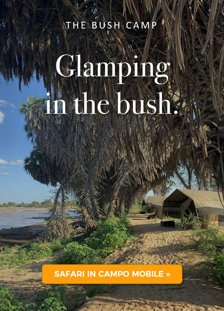 Glamping in the bush: safari Kenya in campo tendato mobile Glamping in the bush: safari Kenya in campo tendato mobile