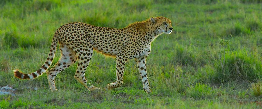 Itinerari safari e game drive a Tsavo, Kilimanjaro, Amboseli