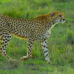 Itinerari safari e game drive a Tsavo, Kilimanjaro, Amboseli