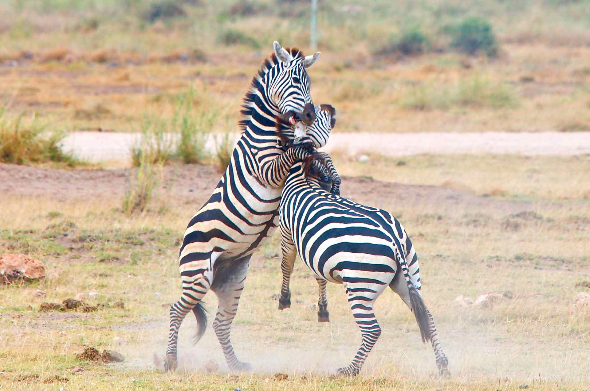 Perchè scegliere il Kenya?