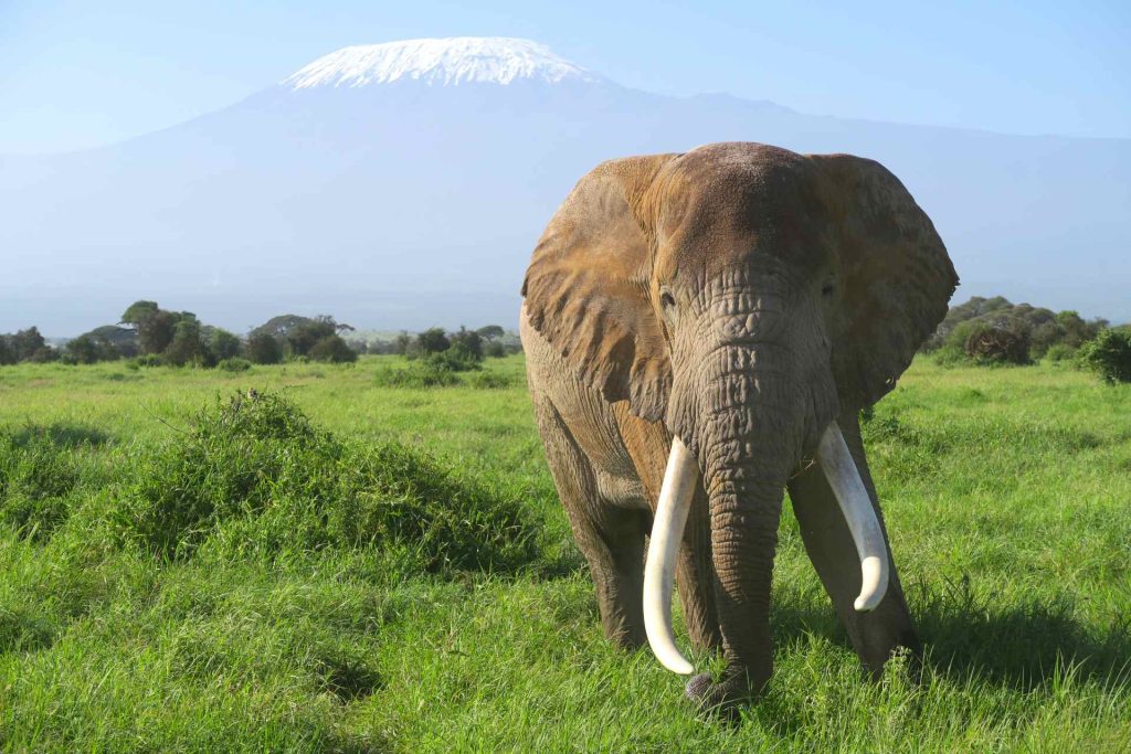 I grandi parchi del Kenya