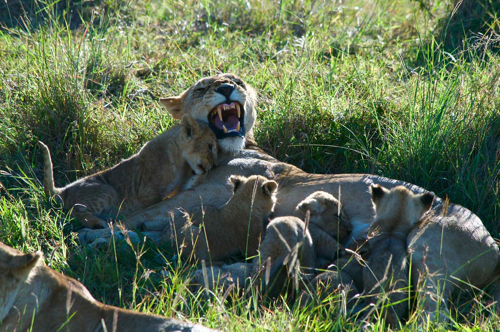 Perchè scegliere il Kenya