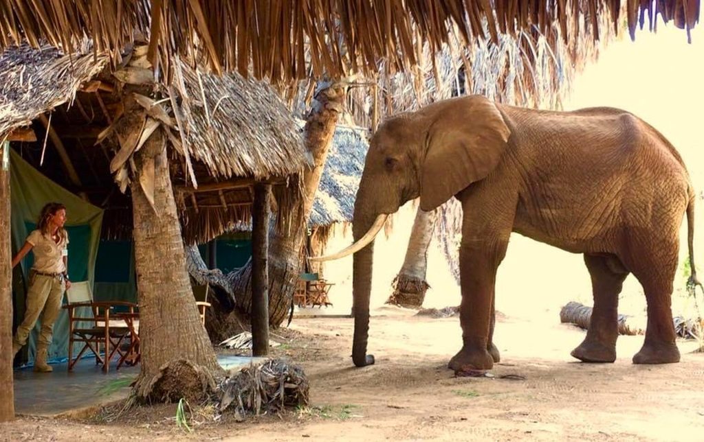 Guida safari madrelingua italiana certificata per safari in Kenya