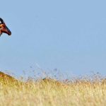 Esclusivi safari su misura in Kenya con guida italiana