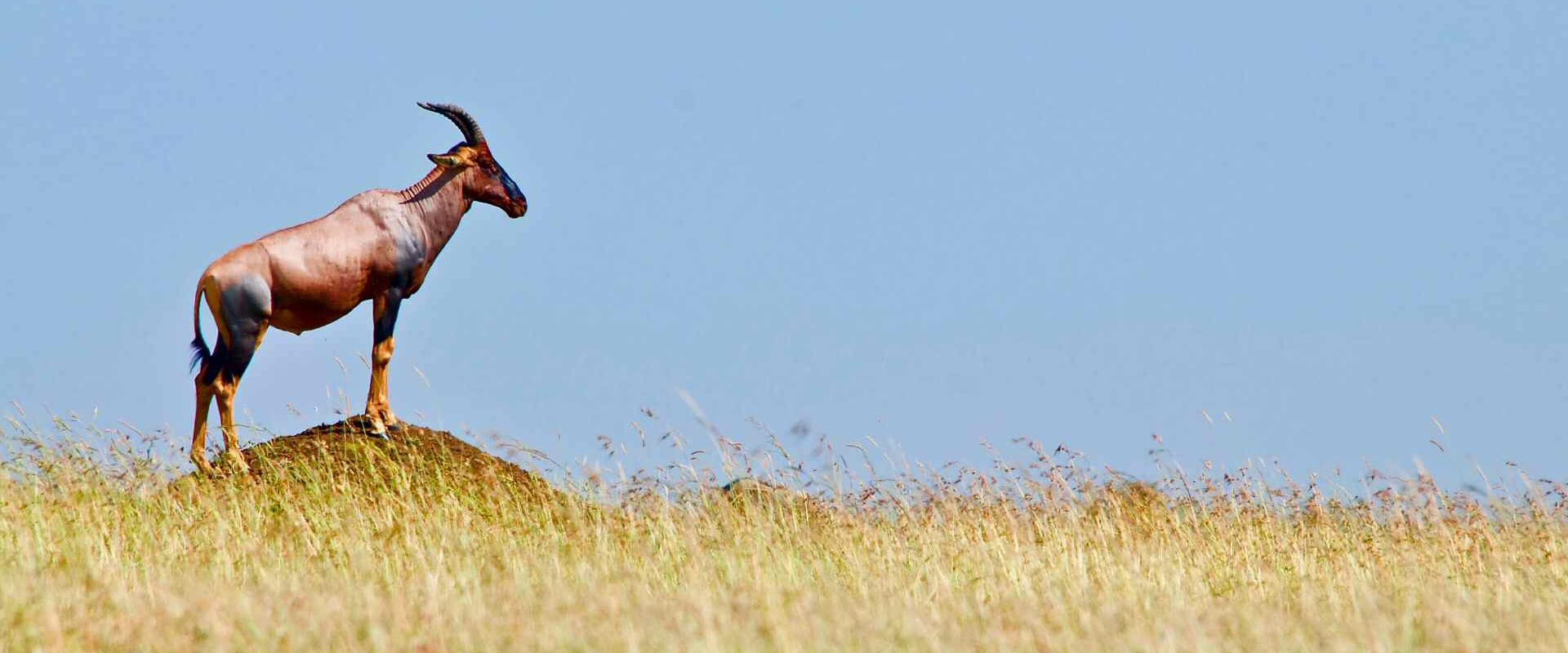 Esclusivi safari su misura in Kenya con guida italiana