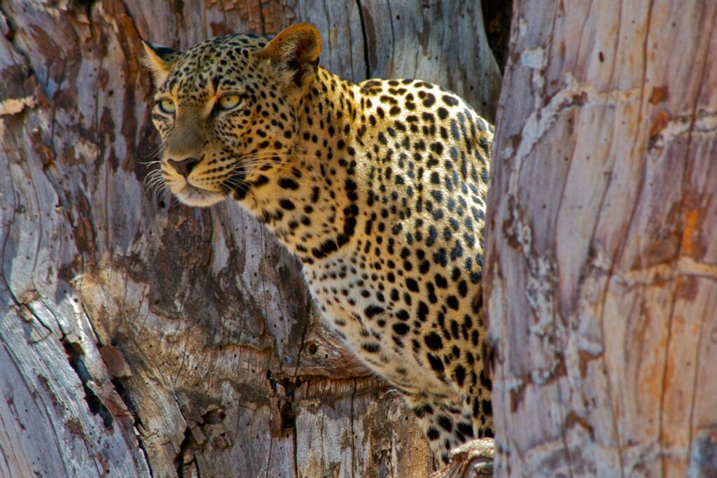Exploring wilderness of Kenya