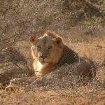 Parchi nazionali in Kenya per safari guidati in italiano