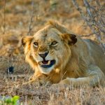 Itinerari safari a Tsavo e Terre Masai in campo tendato