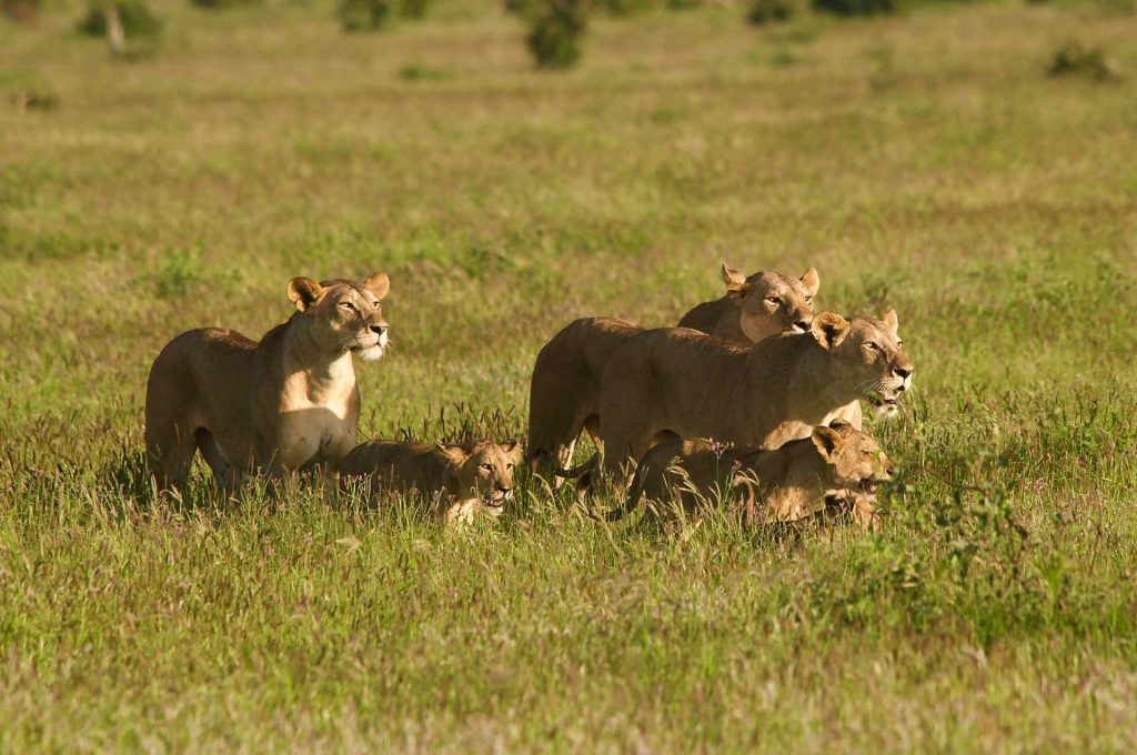 Leoni a Tsavo Est