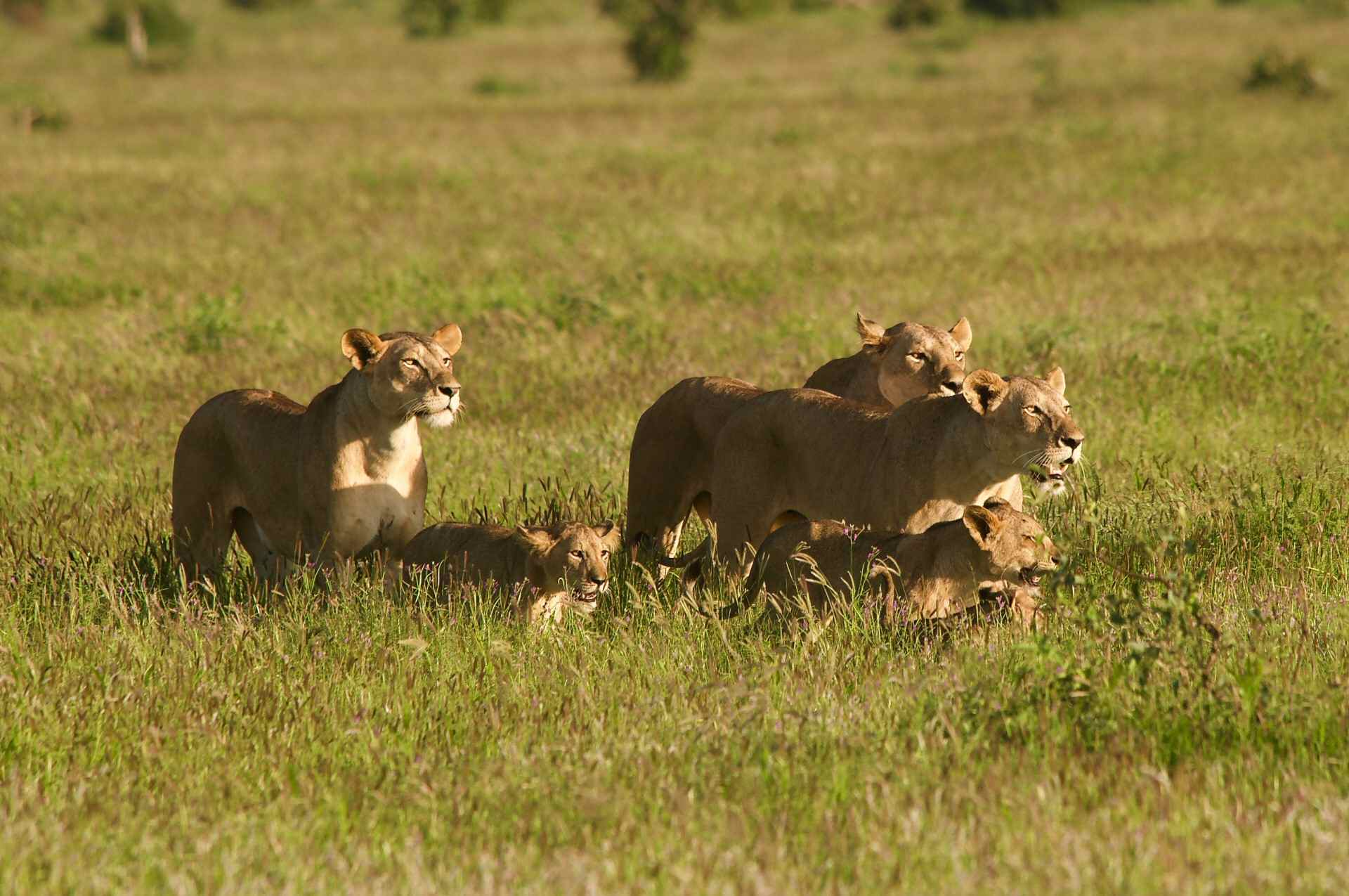 Leoni a Tsavo Est