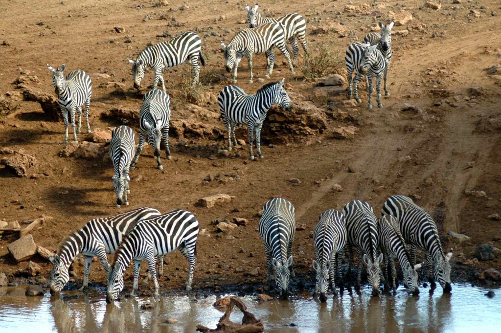 Zebre a Tsavo Ovest