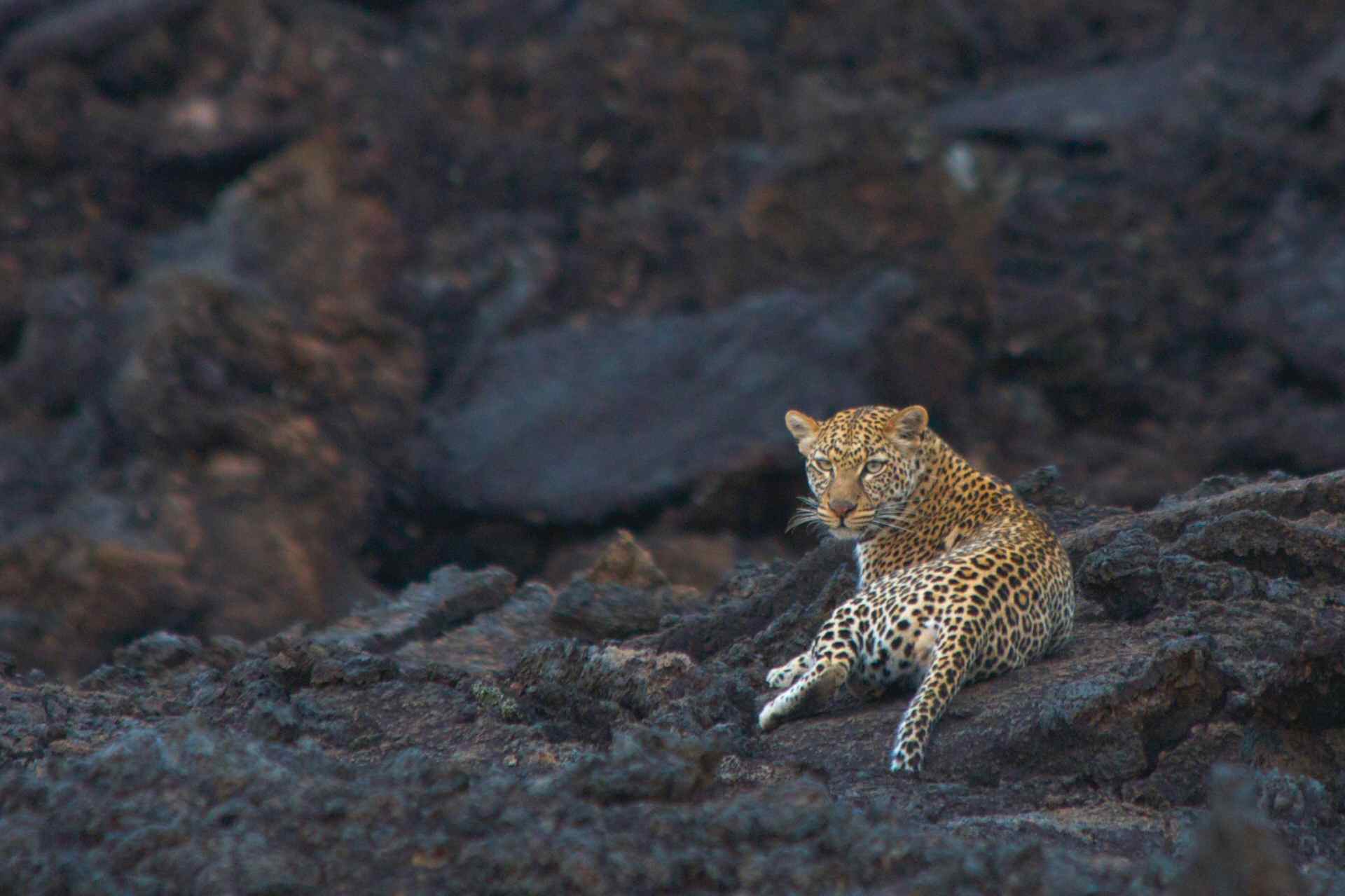 Un'autentica agenzia safari Un'autentica agenzia safari
