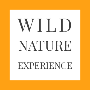 Safari con noi : una wild nature experience Safari con noi : una wild nature experience