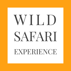 Wild safari experience