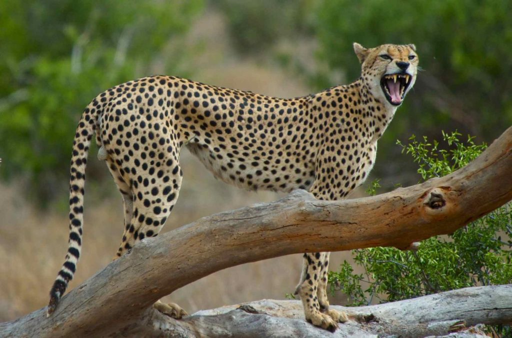 Safari a Tsavo: guida completa a Tsavo Est e Tsavo Ovest