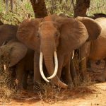 Safari a Tsavo: guida completa a Tsavo Est e Tsavo Ovest