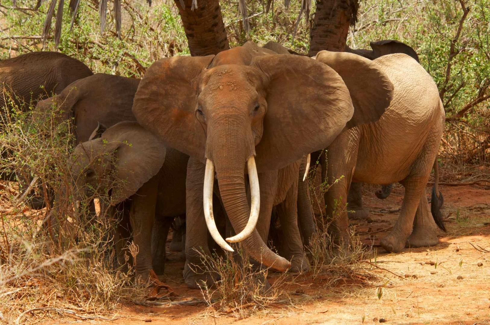 Safari a Tsavo: guida completa a Tsavo Est e Tsavo Ovest