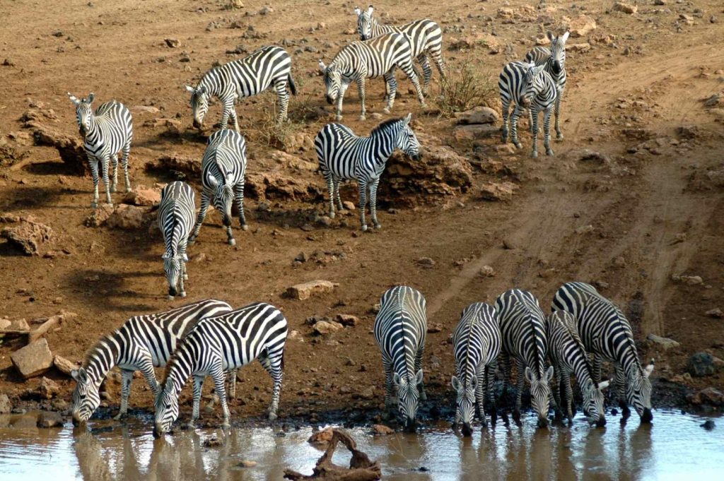 Safari a Tsavo: guida completa a Tsavo Est e Tsavo Ovest