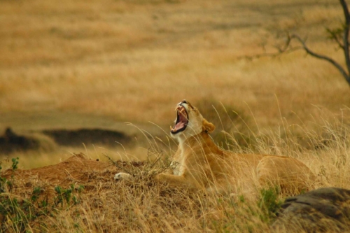 masai-mara-safari-kenya-01