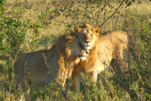 masai-mara-safari-kenya-11