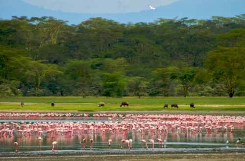 safari-nakuru-03-9312