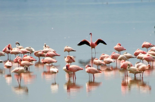 safari-nakuru-04-9314