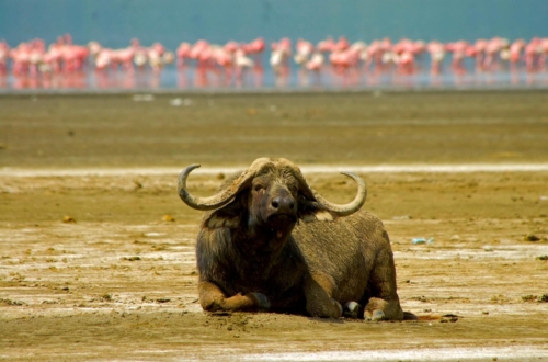 safari-nakuru-05-9316