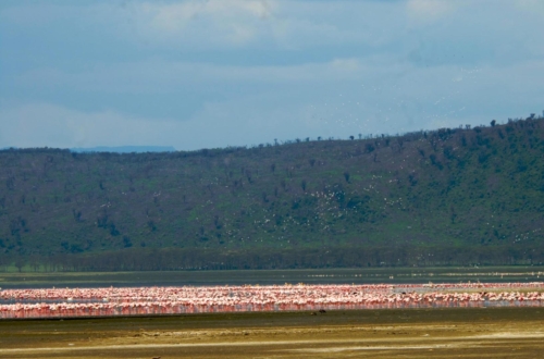 safari-nakuru-05-9317