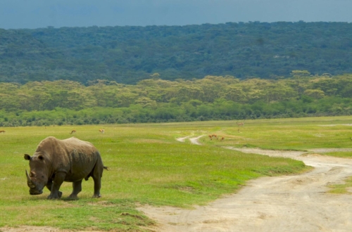 RHINO