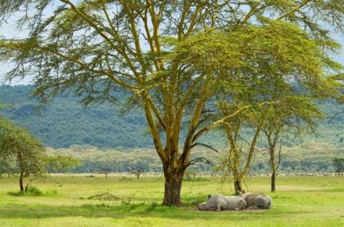 RHINO