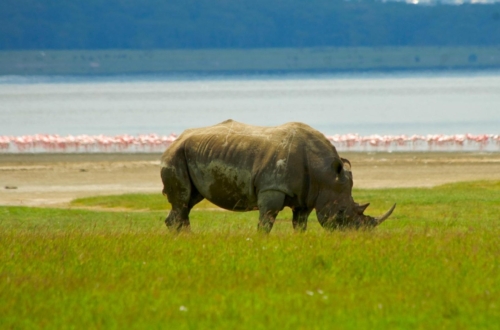 RHINO