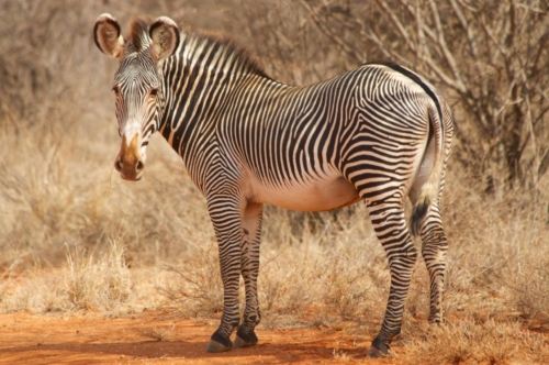 safari-samburu-03-1940