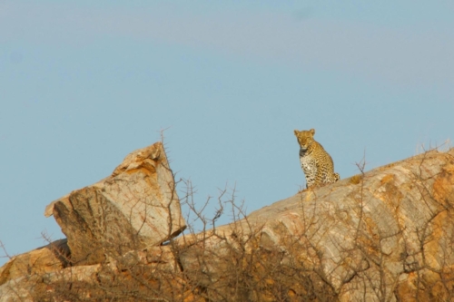 safari-samburu-04-2166