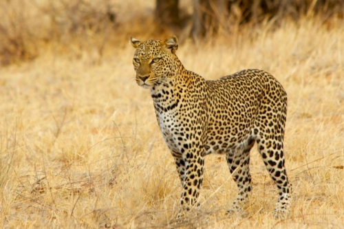 safari-samburu-05-2206