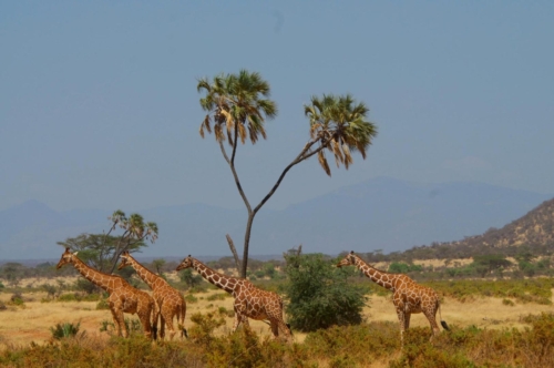 safari-samburu-06-2242