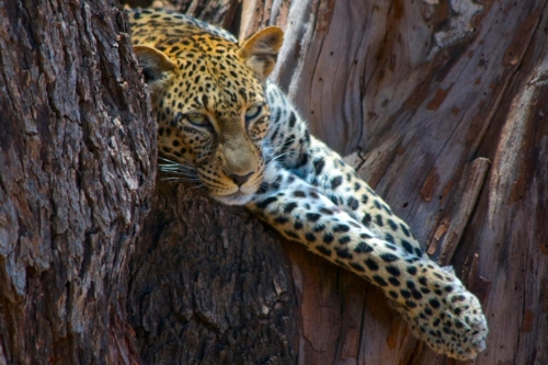 safari-samburu-07-2262