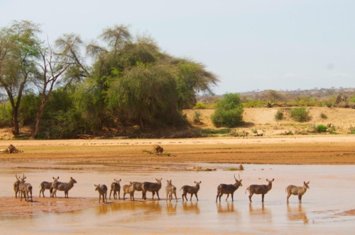 safari-samburu-08-2275