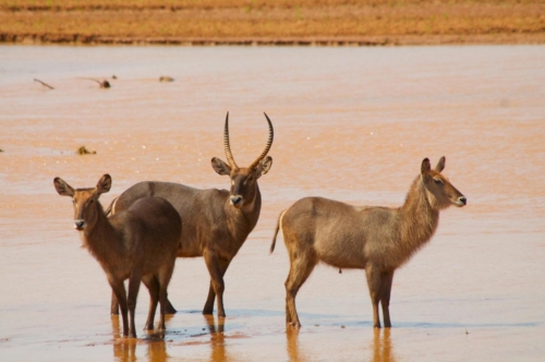 safari-samburu-09-2277
