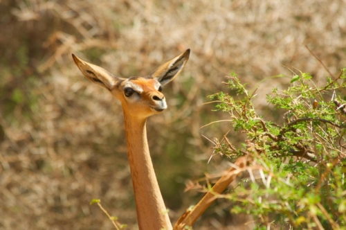 safari-samburu-10-2281