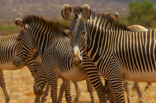 safari-samburu-11-2298