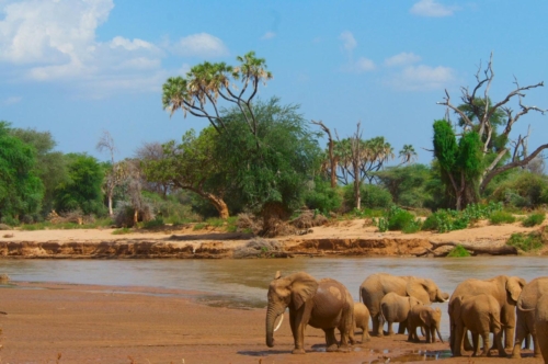 safari-samburu-13-2395