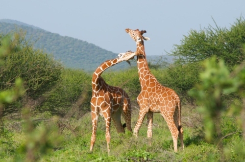 safari-samburu-19-4713