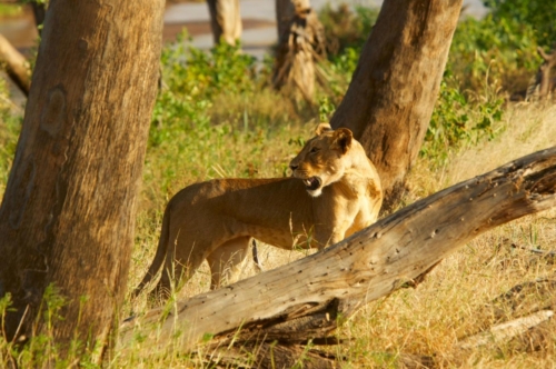 safari-samburu-26-8159