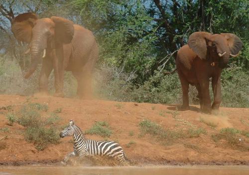 tsavo-est-safari-kenya-03